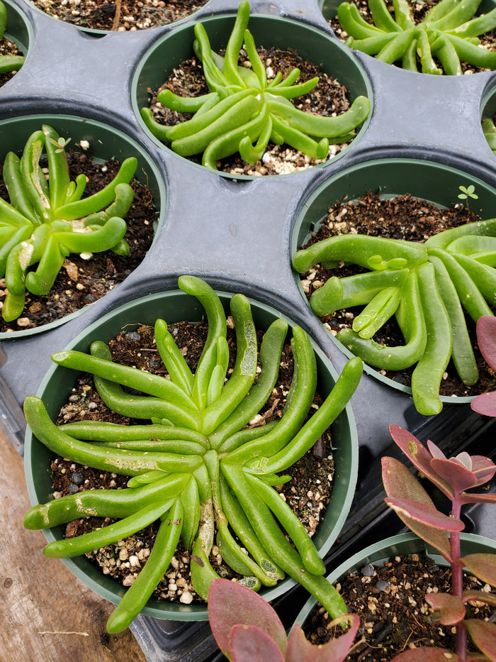 Glottiphyllum longum --Tongue-Leaf Plant--