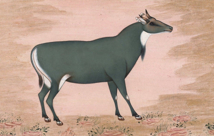 Neel Gai Painting
