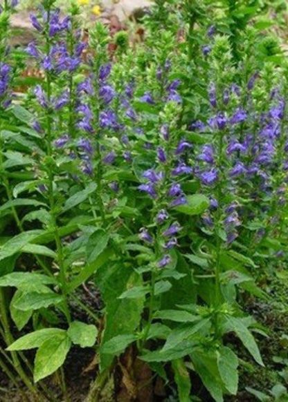 Lobelia siphilitica --Great Blue Cardinal Flower--