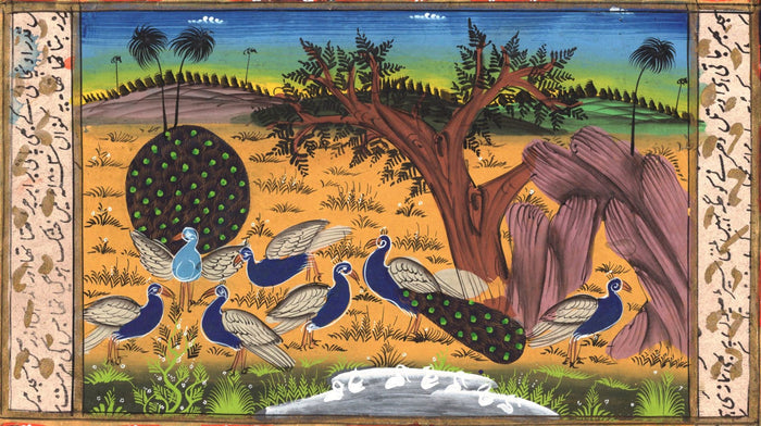 Peacock Painting