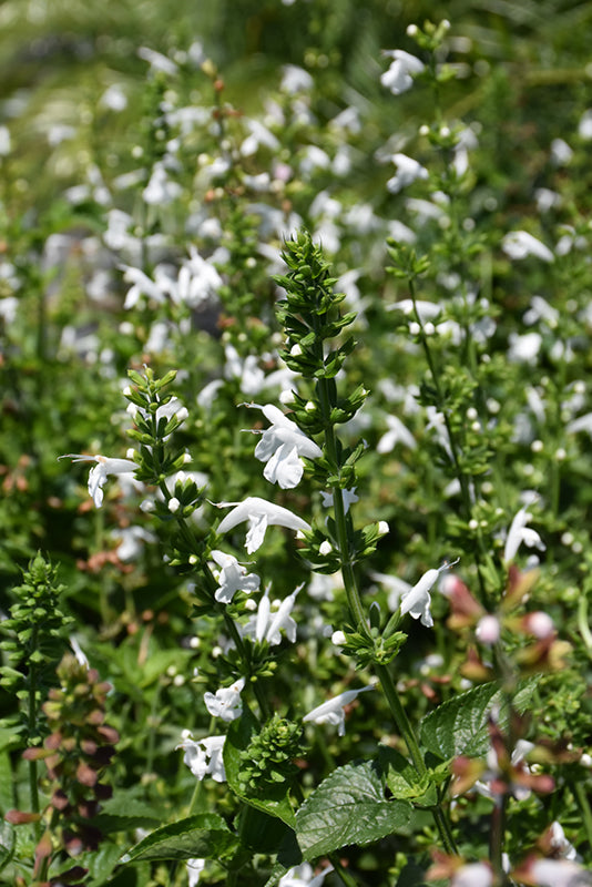 Salvia coccinea --White Tropical Sage--