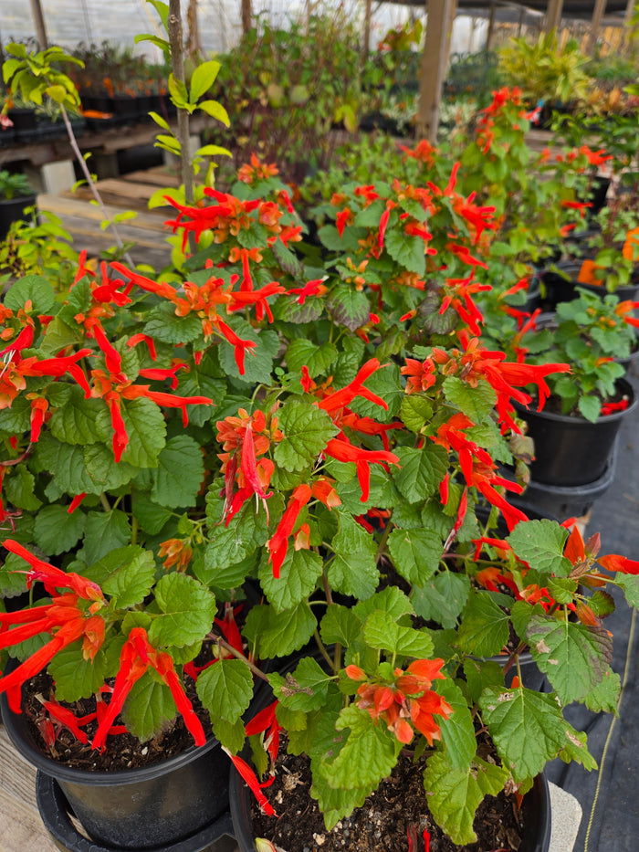 Salvia regla --Mountain Sage--