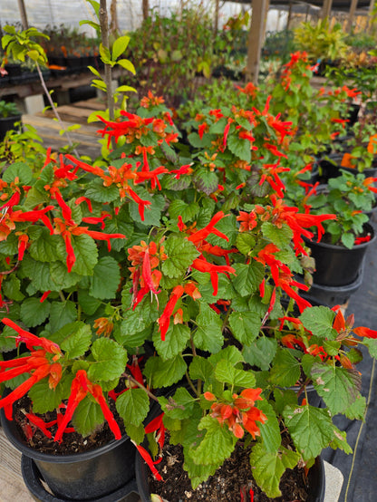 Salvia regla --Mountain Sage--