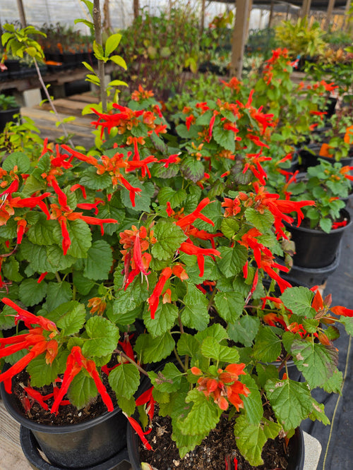 Salvia regla --Mountain Sage--