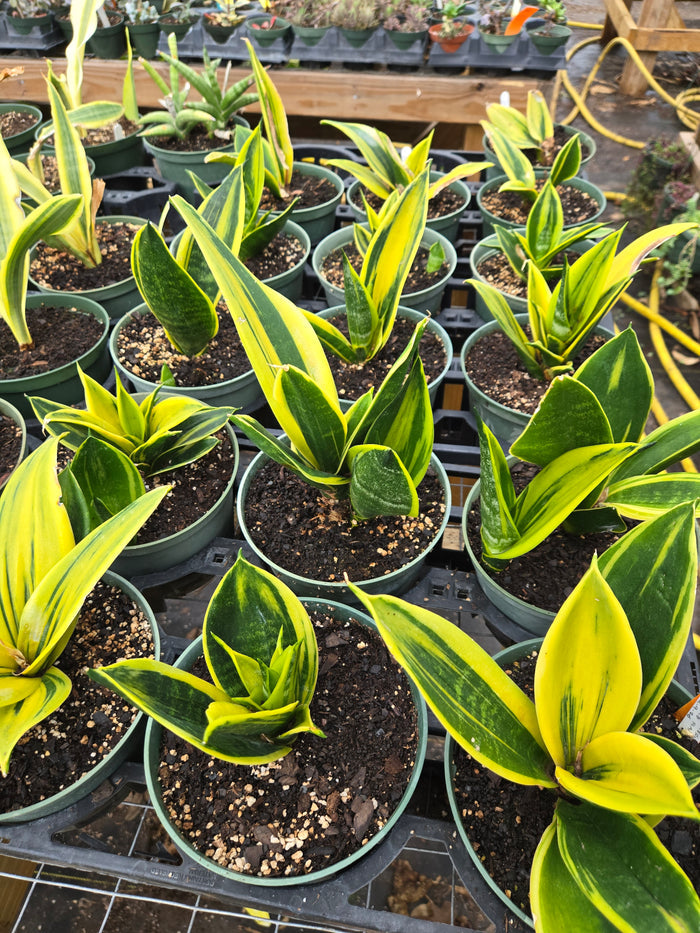 Sansevieria trifasciata --Gold Flame Snake Plant--