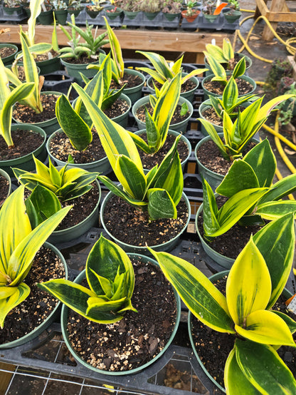 Sansevieria trifasciata --Gold Flame Snake Plant--