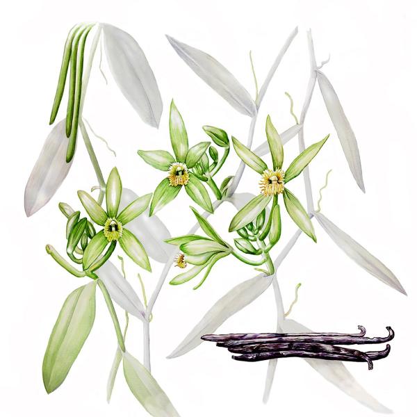 Vanilla Essential Oil  1 Litre