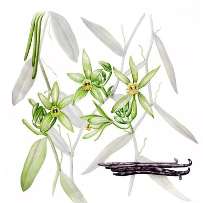 Vanilla Essential Oil  1 Litre