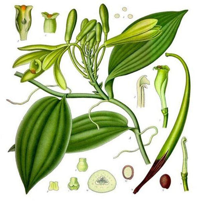 Vanilla Essential Oil  1 Litre