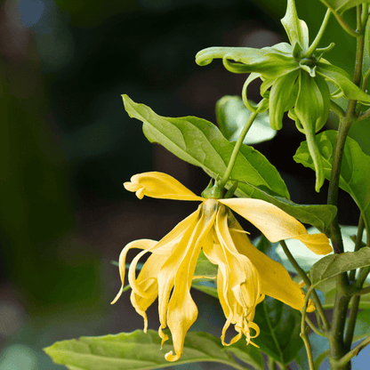 Ylang Ylang Essential Oil  10 mls
