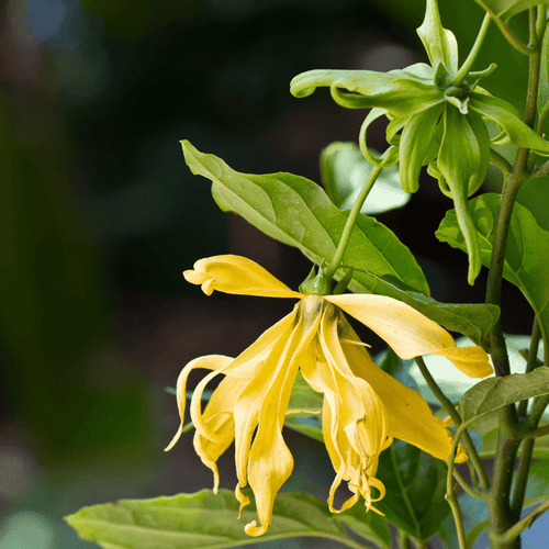 Ylang Ylang Essential Oil  10 mls