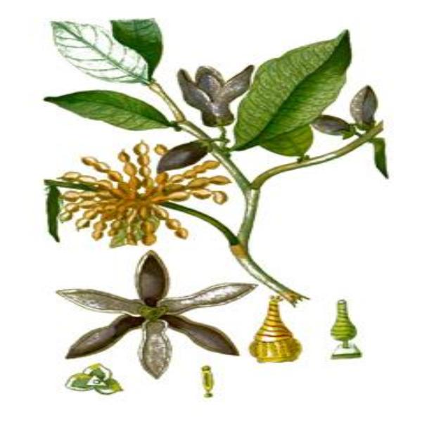 Ylang Ylang Essential Oil  10 mls